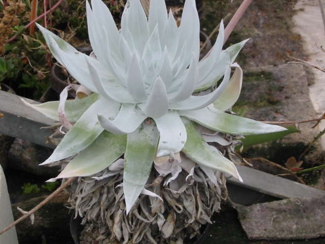 Dudleya BRITTONII - Дудлея Бриттони, 3 семени — изображение 4
