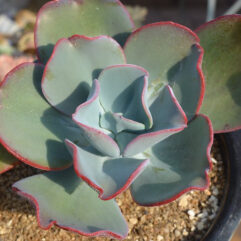 Echeveria GIGANTEA, TEJUPAN - Эчеверия Гигантская Тежупан (Эхеверия), 5 семян