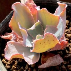 Echeveria GUERRERENSIS ALTAMIRANO - Эчеверия Герреренсис Альтамирано (Эхеверия), 5 семян