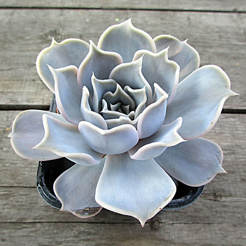 Echeveria LILACINA - Эчеверия Лилацина (Эхеверия), 5 семян