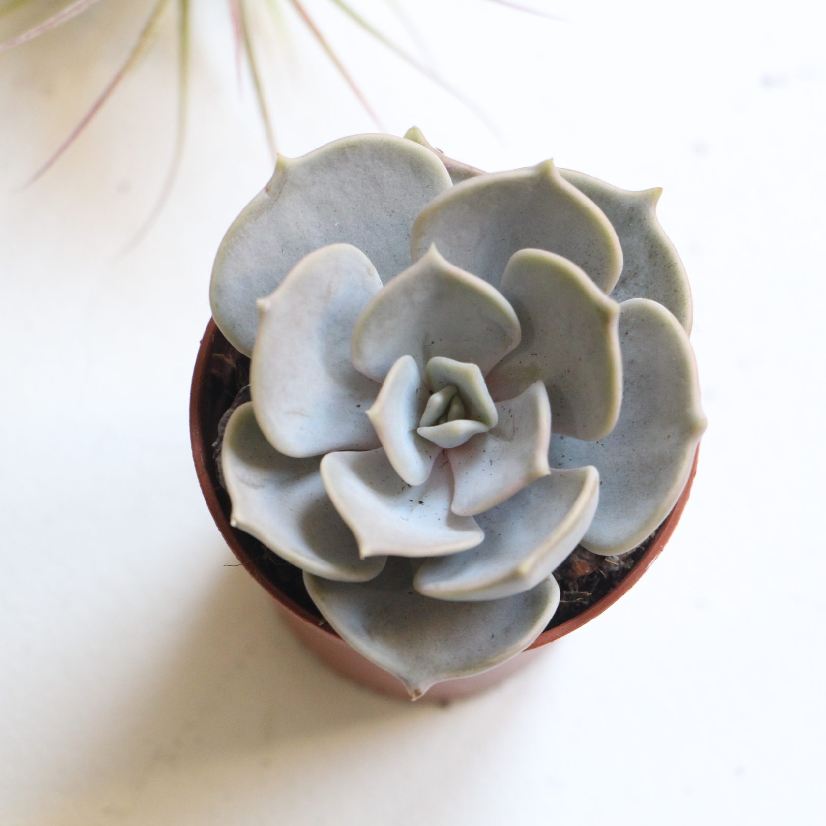 Echeveria LILACINA - Эчеверия Лилацина (Эхеверия), 5 семян — изображение 2