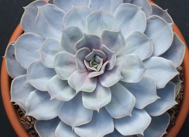 Echeveria LILACINA - Эчеверия Лилацина (Эхеверия), 5 семян — изображение 3