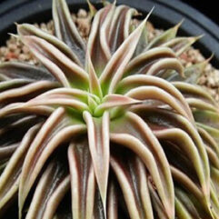 Echeveria LUTEA FANTASMAS - Эчеверия Желтая Фантомас (Эхеверия), 5 семян