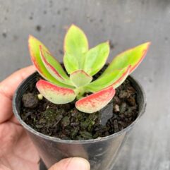 Echeveria Nuda Nogales - (Эхеверия, Эчеверия) Нуда Ногалес, 5 семян
