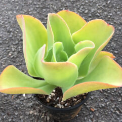 Echeveria PALLIDA - Эчеверия Паллида (Эхеверия), 5 семян