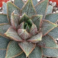 Echeveria PURPUSORUM - Эчеверия Пурпуса (Эхеверия), 5 семян
