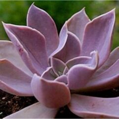 Echeveria RODOLFII, Santa Engracia - Эчеверия Родолфи Санта Энграсия (Эхеверия), 5 семян