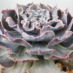 Echeveria SHAVIANA, Peregrina - Эчеверия Шавиана Перегрина (Эхеверия), 5 семян