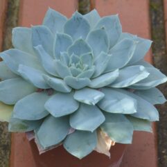 Echeveria SIMULANS, Pajonal - Эчеверия Симуланс Паджонал (Эхеверия), 5 семян