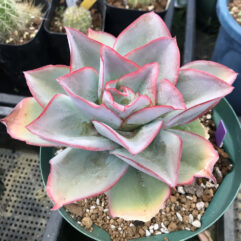 Echeveria SUBRIGIDA, Pinal de Amoles - Эчеверия Субригида Пинал Де Амолес (Эхеверия), 5 семян
