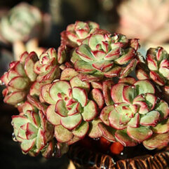 Echeveria TENCHO, Agua Blanca - Эчеверия Тенко (Эхеверия), 5 семян