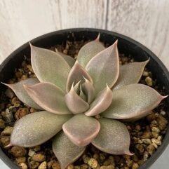 Echeveria TOBARENSIS, Tobar - Эчеверия Тобарская (Эхеверия), 5 семян