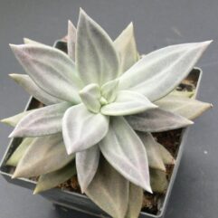 Echeveria XICHUENSIS XICHU - Эчеверия Хичуэнская (Эхеверия), 5 семян