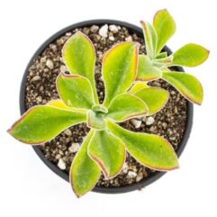 Echeveria ZORZANIANA - Эчеверия Зорзанина (Эхеверия), 5 семян