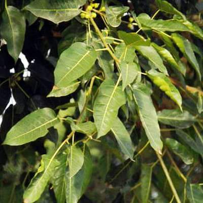 Ficus INFECTORIS - Фикус Красильный, 3 семени — изображение 2