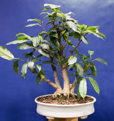 Ficus INFECTORIS - Фикус Красильный, 3 семени