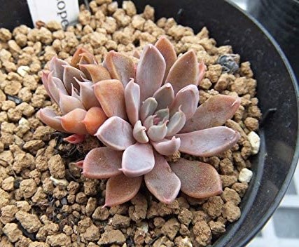 Graptopetalum FRUTICOSUM - Граптопеталум фрутикосум, 5 семян — изображение 3