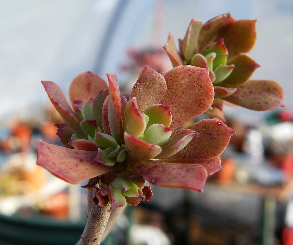 Graptopetalum FRUTICOSUM - Граптопеталум фрутикосум, 5 семян