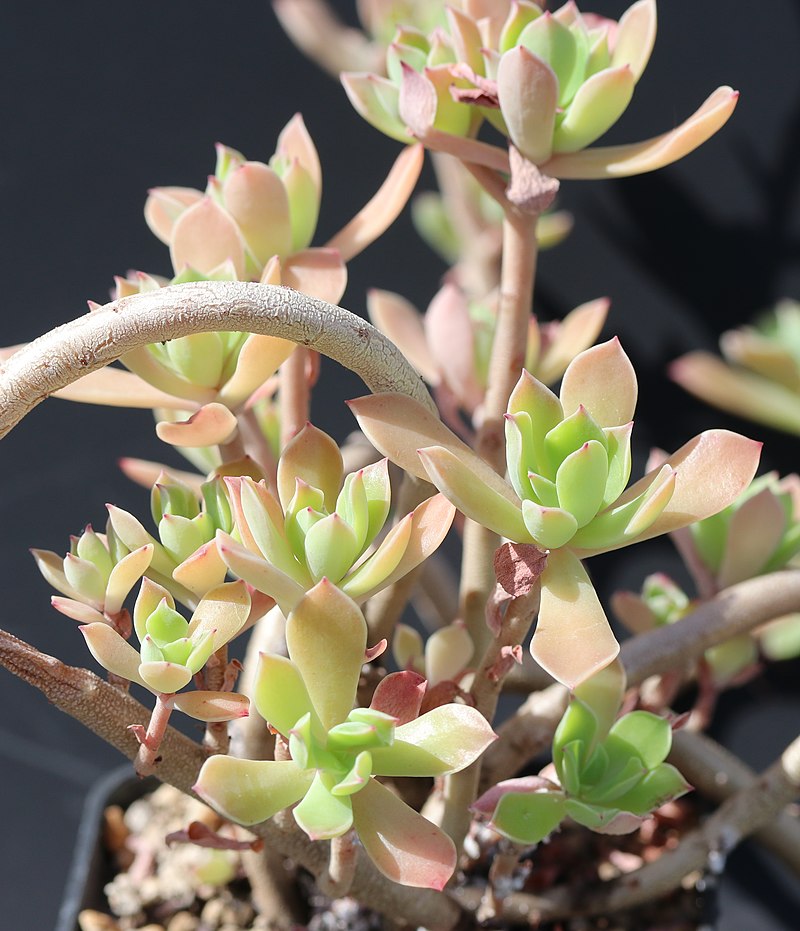 Graptopetalum FRUTICOSUM - Граптопеталум фрутикосум, 5 семян — изображение 2