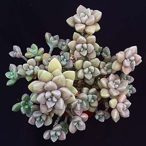 Graptopetalum FRUTICOSUM - Граптопеталум фрутикосум, 5 семян — изображение 4