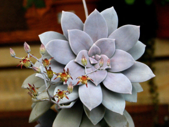 Graptopetalum PENTANDRUM SUPERBUM - Граптопеталум Пятитычинковый Супербум, 5 семян
