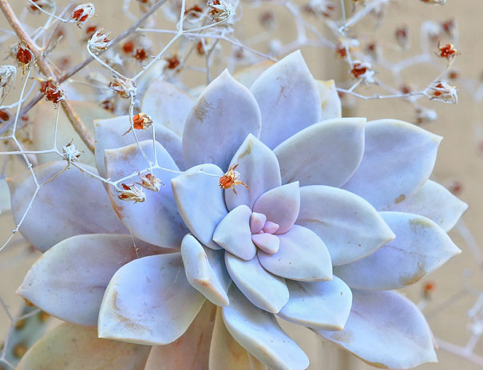 Graptopetalum PENTANDRUM SUPERBUM - Граптопеталум Пятитычинковый Супербум, 5 семян — изображение 3