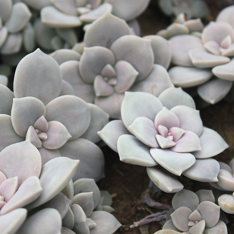 Graptopetalum PENTANDRUM SUPERBUM - Граптопеталум Пятитычинковый Супербум, 5 семян — изображение 2