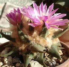 Ariocarpus CONFUSUS - Ариокарпус Смущенный, 2 семени — изображение 2