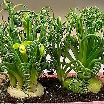 Albuca SPIRALIS - Альбука спиральная, 2 семени