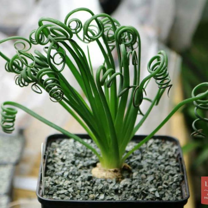 Albuca SPIRALIS - Альбука спиральная, 2 семени — изображение 3