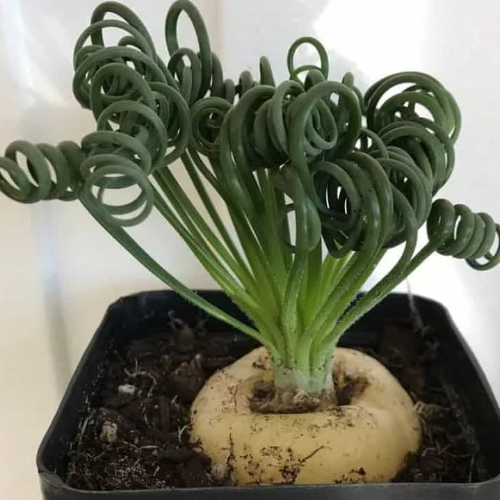 Albuca SPIRALIS - Альбука спиральная, 2 семени — изображение 2