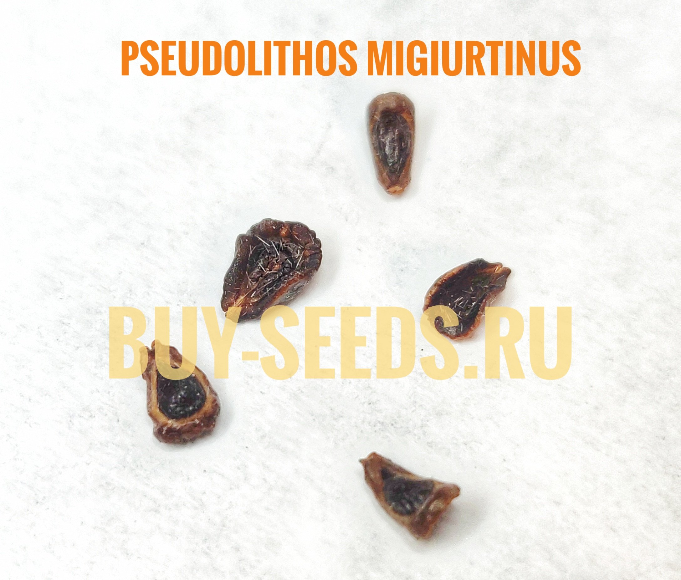 Pseudolithos MIGIURTINUS - Псевдолитос Мигуиртинус, семена — изображение 5