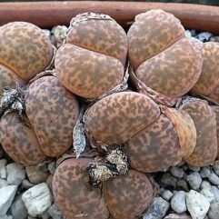 Lithops BROMFIELDII GLAUDINAE - Литопс Бромфилда Глаудина, 3 семени