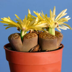 Lithops BROMFIELDII INSULARIS - Литопс Бромфилда Инсулярис, 3 семени