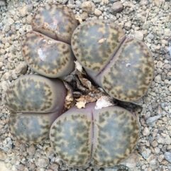 Lithops BROMFIELDII INSULARIS C43 - Литопс Бромфилда Инсулярис, 3 семени