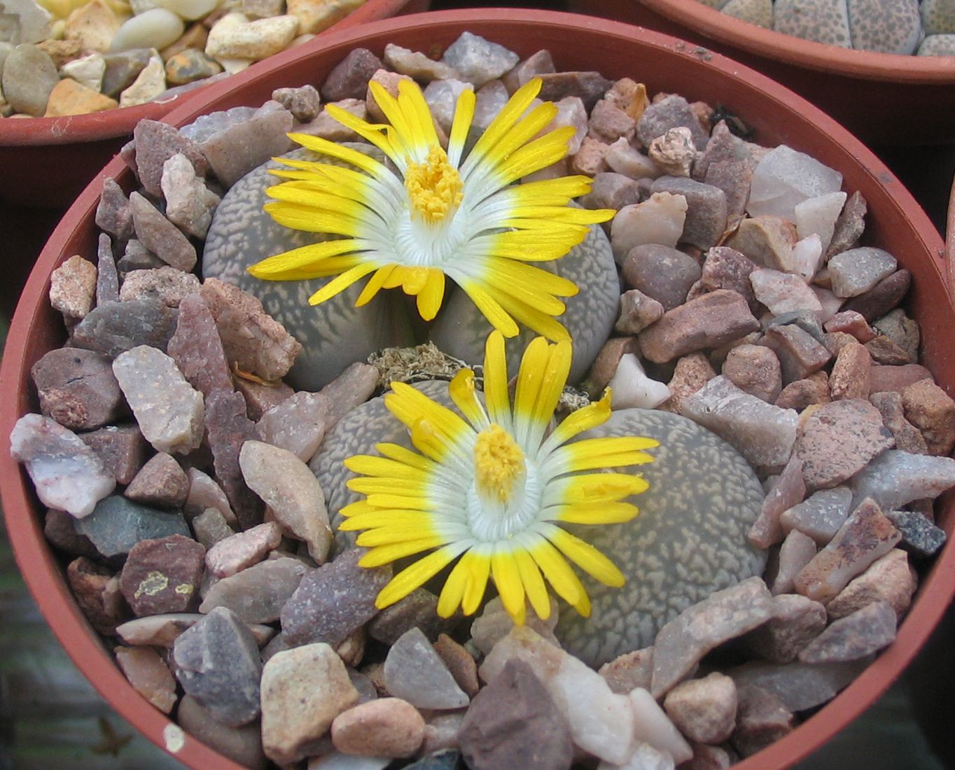 Lithops COMPTONII - Литопс Комптони, 3 семени