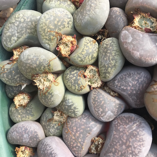 Lithops COMPTONII - Литопс Комптони, 3 семени — изображение 2