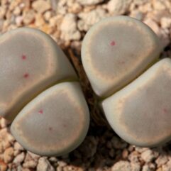 Lithops DINTERI - Литопс Динтера, 3 семени