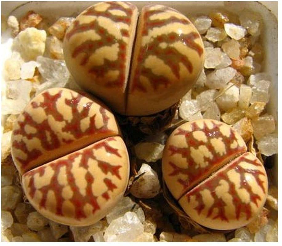 Lithops DOROTHEAE C124 - Литопс Доротеи, 3 семени