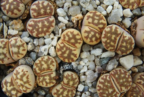 Lithops DOROTHEAE C124 - Литопс Доротеи, 3 семени — изображение 2