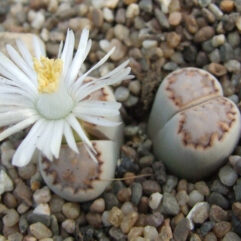 Lithops FULLERI ROUXII - Литопс Фуллера Рокси, 3 семени