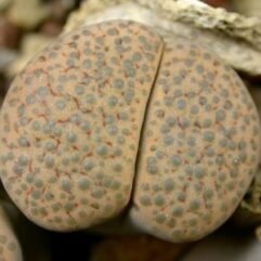 Lithops FULVICEPS - Литопс Буроватый, 3 семени