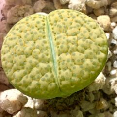 Lithops FULVICEPS AUREA C363 - Литопс Рыжеголовый Золотистый С363, 3 семени