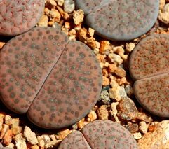 Lithops FULVICEPS LACTINEA - Литопс Рыжеголовый Лактинея, 3 семени