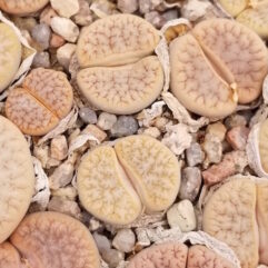 Lithops GRACILIDELINEATA - Литопс Грацилиделинеата, 3 семени