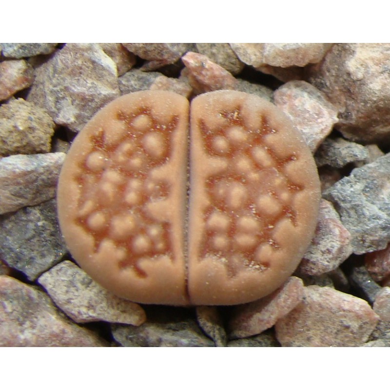 Lithops HALLII - Литопс Холла, 3 семени