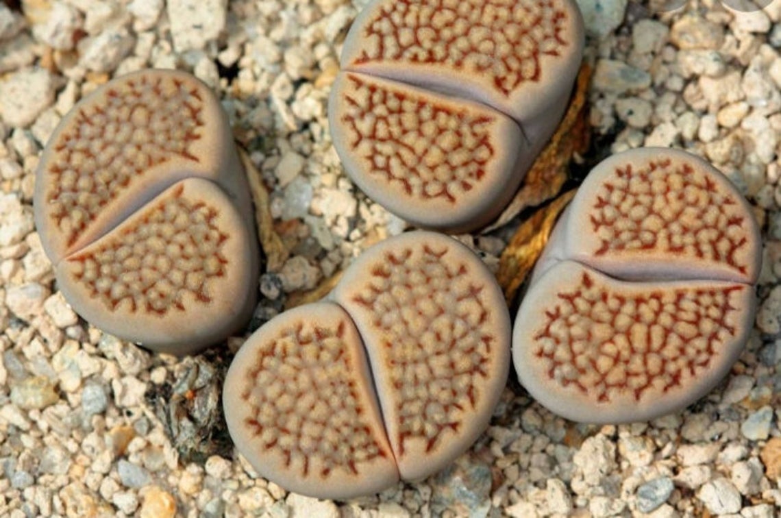 Lithops HALLII - Литопс Холла, 3 семени — изображение 2
