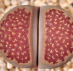 Lithops HALLII OCHRACEA - Литопс Холла Охрацея, 3 семени