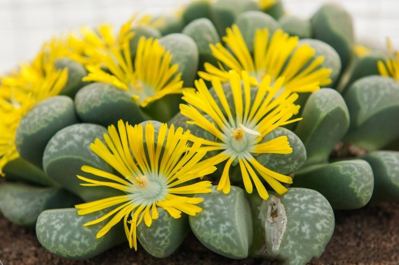 Lithops HELMUTII - Литопс Гельмута, 3 семени