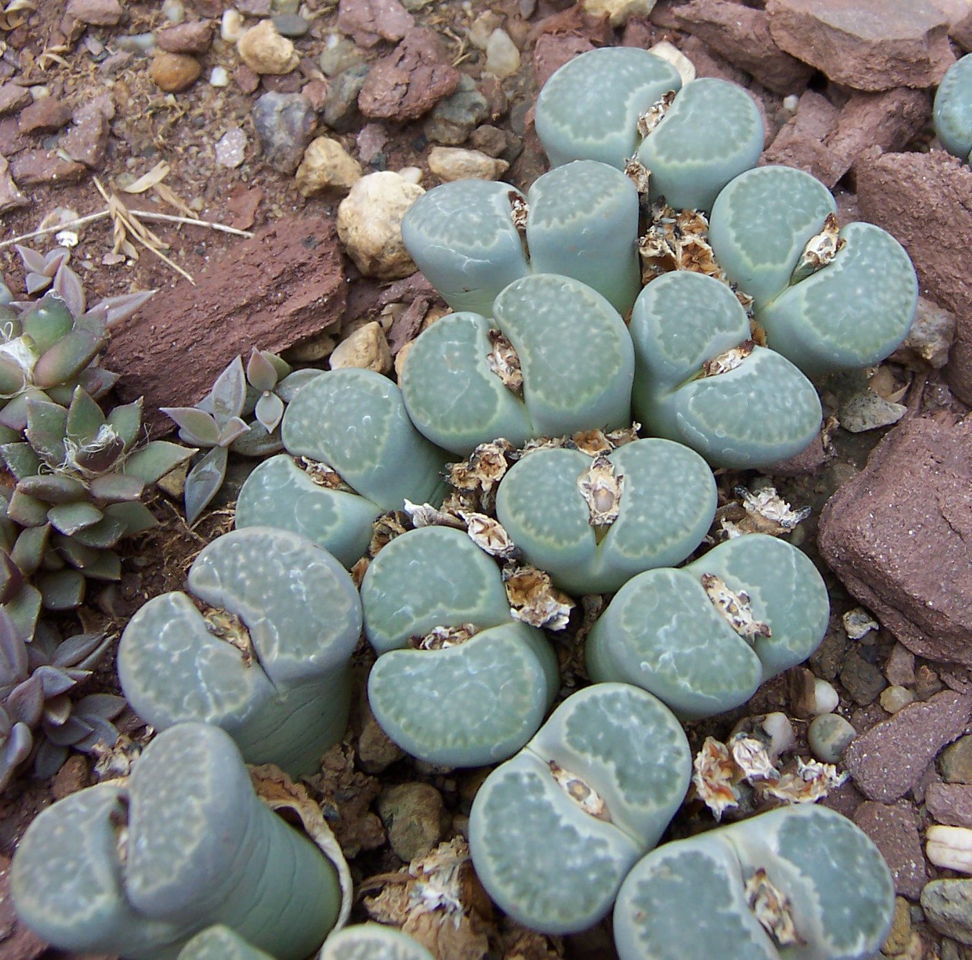 Lithops HELMUTII - Литопс Гельмута, 3 семени — изображение 2